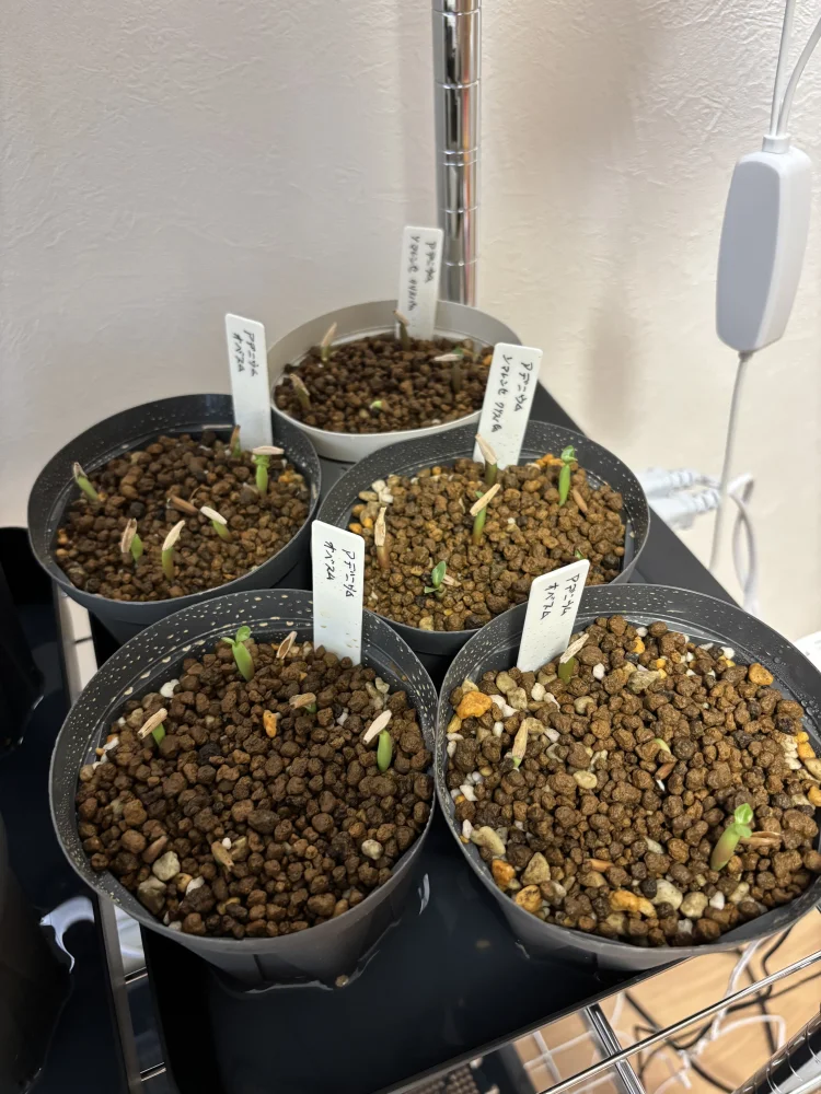 Adenium somalense var. crispum (アデニウム クリスパム)