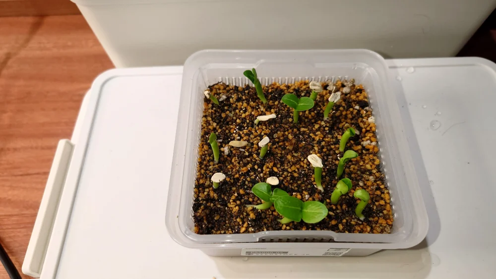 Pachypodium lamerei (パキポディウム ラメレイ 夢叶棒)