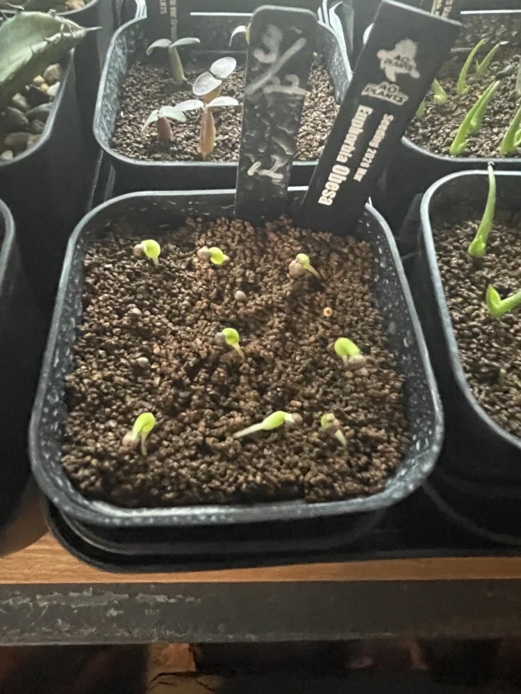 Euphorbia obesa (ユーフォルビア オベサ)