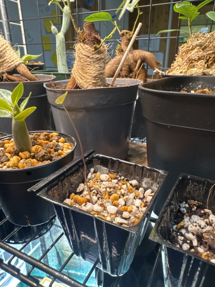 Dioscorea elephantipes (ディオスコレア エレファンティペス)