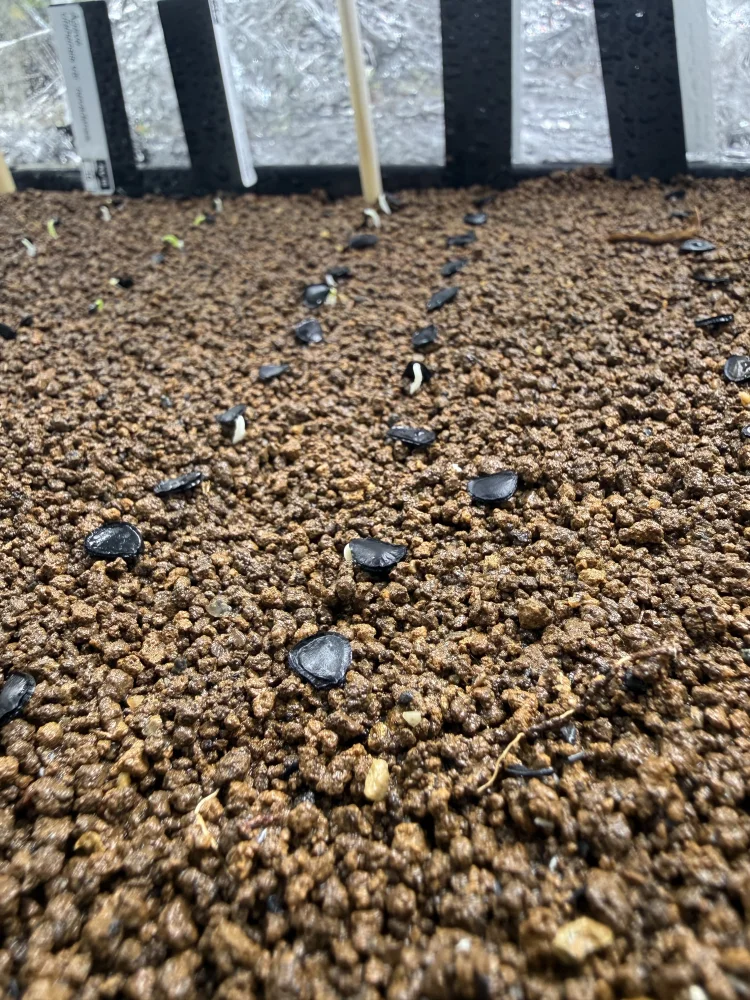 Agave parryi ssp. parryi ([終了しました:タネの日プレゼント] アガベ パリー)