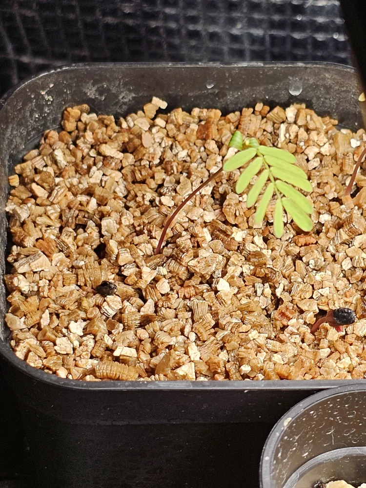 Acacia dealbata (アカシア フサアカシア)