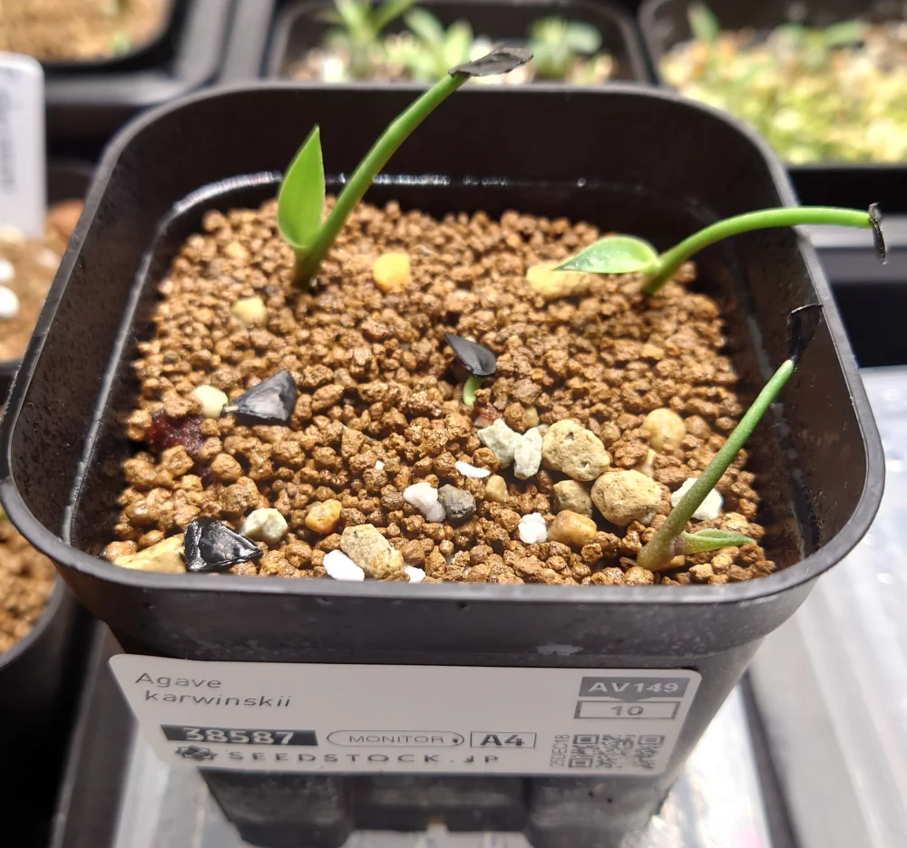 Agave karwinskii (アガベ カルウィンスキー)