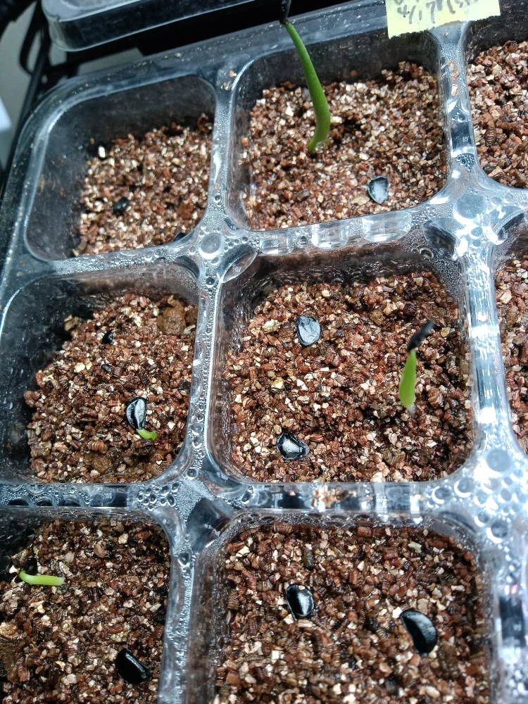 Agave ovatifolia Giant