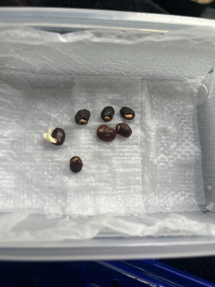 Operculicarya sp (オペルクリカリア)