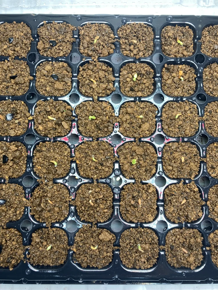 Pachypodium rosulatum var. gracilius Lot. (パキポディウム グラキリス)