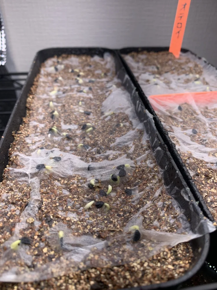 Agave oteroi (アガベ オテロイ)