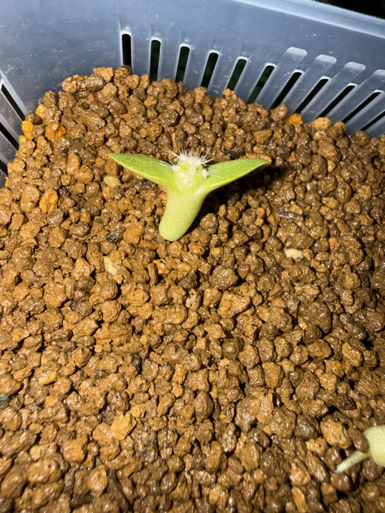 Tephrocactus geometricus (テフロカクタス ゲオメトリクス)