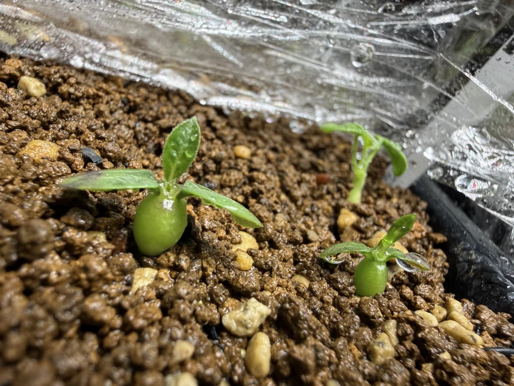 Pachypodium rosulatum var. inopinatum (パキポディウム イノピナツム)