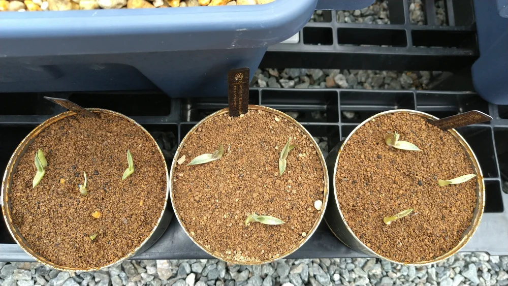 Agave victoriae-reginae ssp. victoriae-reginae (アガベ ビクトリアレジーナエ 笹の雪)