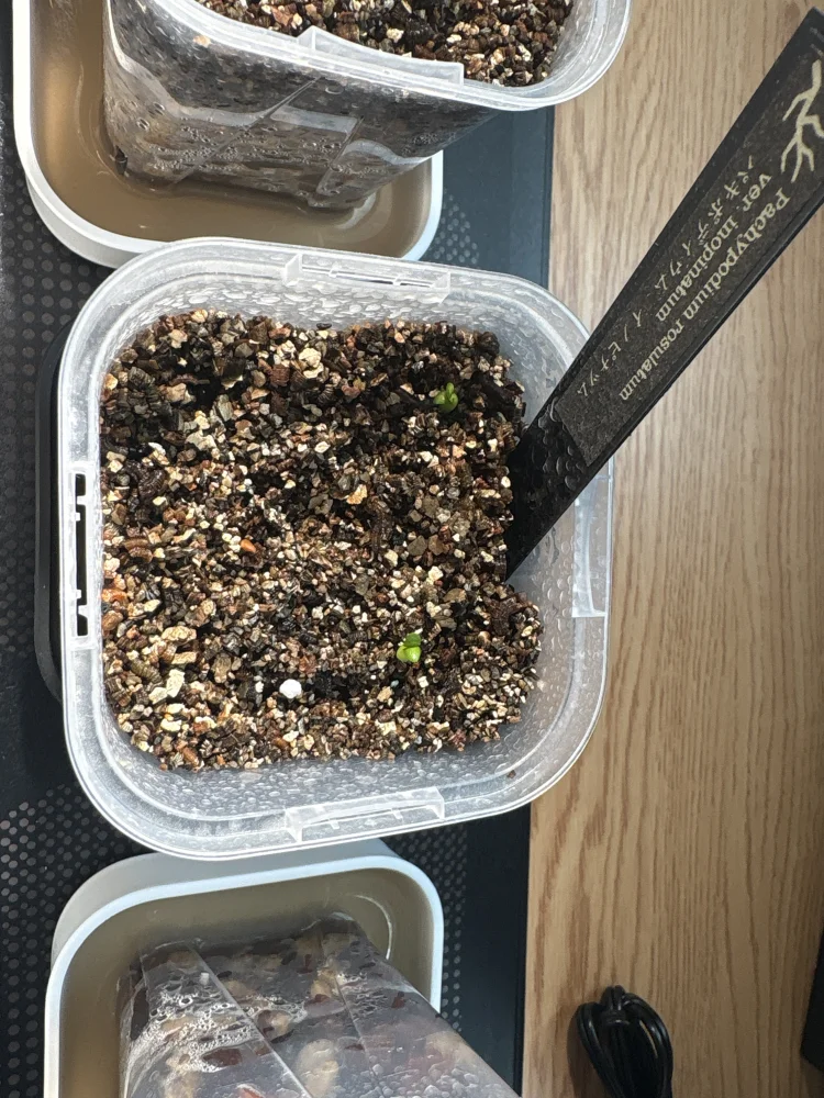 Pachypodium rosulatum var. inopinatum ([プレゼント種子 3月22日まで] パキポディウム イノピナツム)