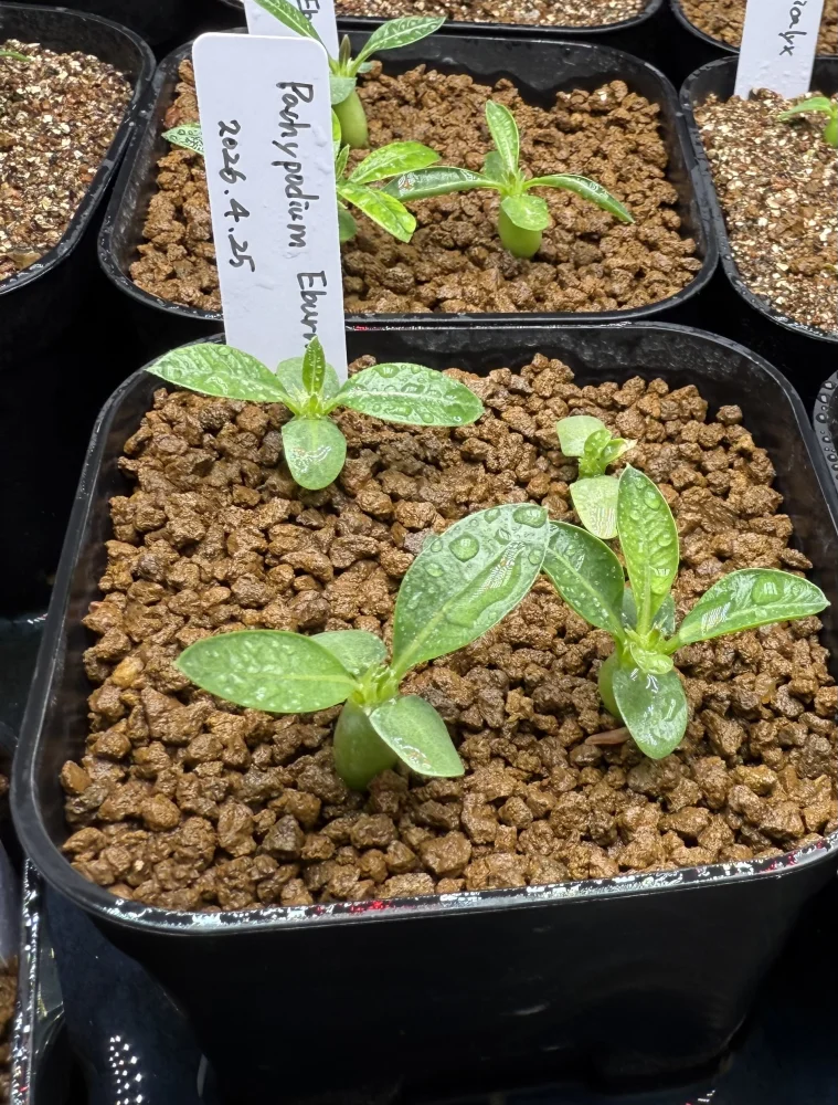 Pachypodium rosulatum var. eburneum (パキポディウム エブレネウム)