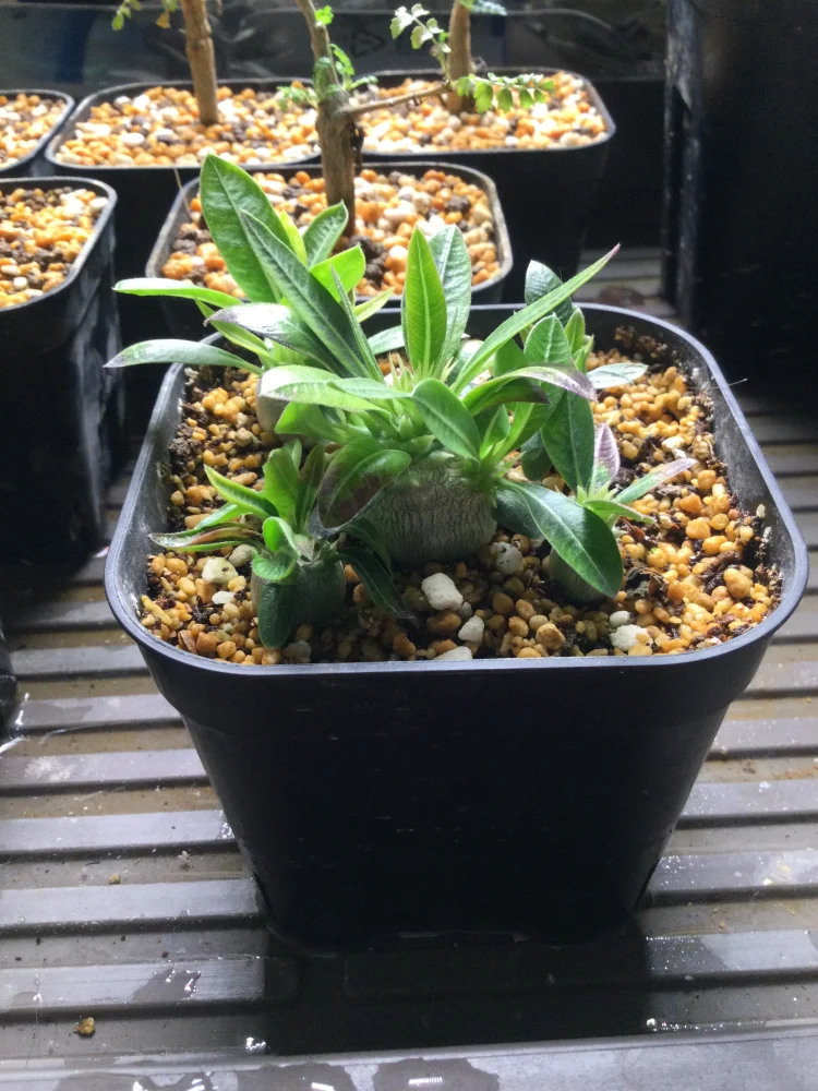 Pachypodium rosulatum var. gracilius Lot. (パキポディウム グラキリス)