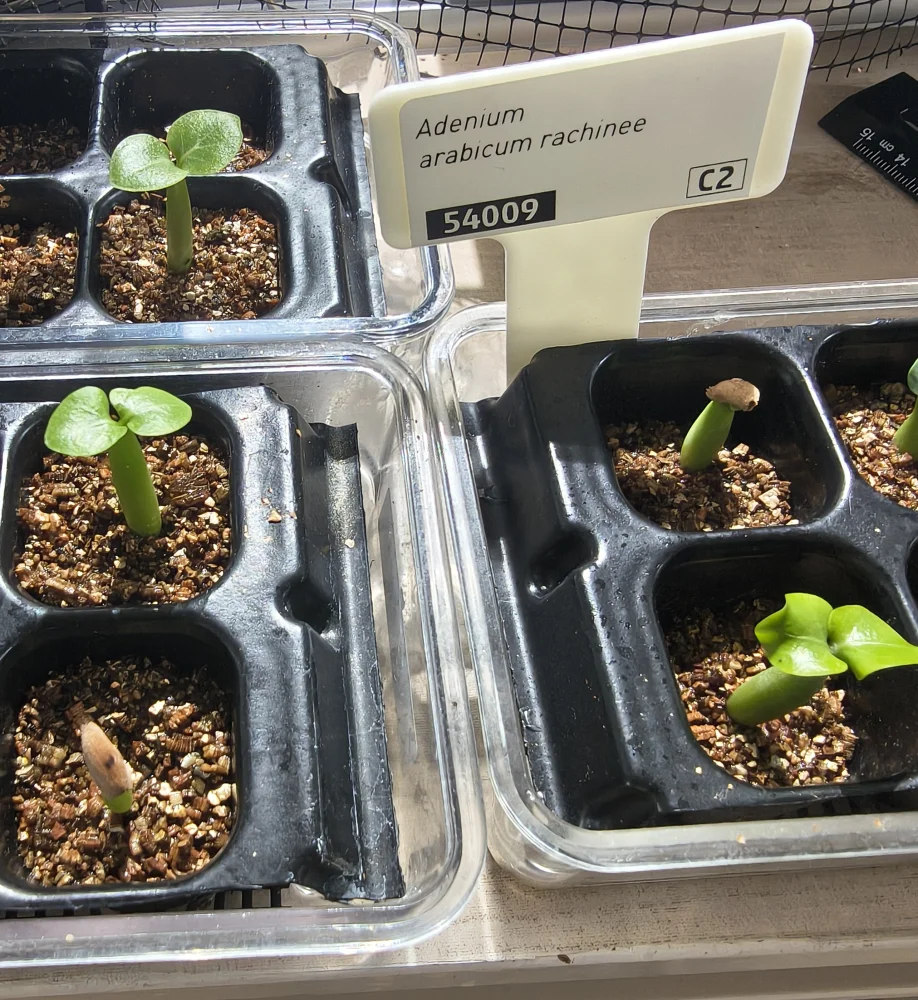 Adenium arabicum rachine (アデニウム アラビカム ラシニー)