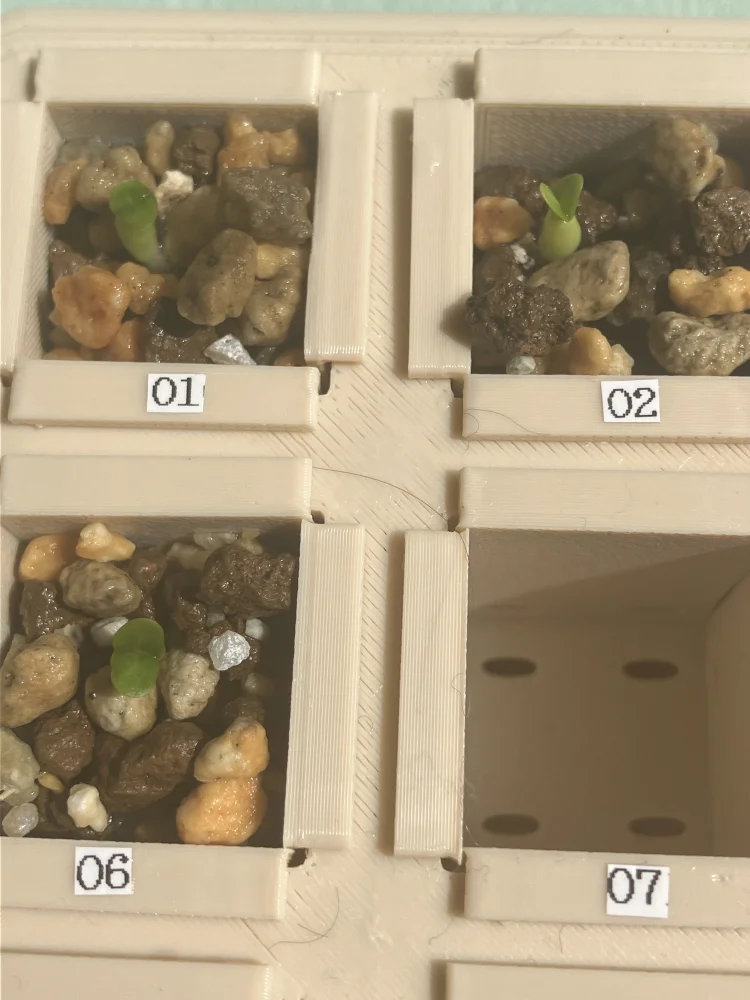 Pachypodium rosulatum var. inopinatum (パキポディウム イノピナツム)