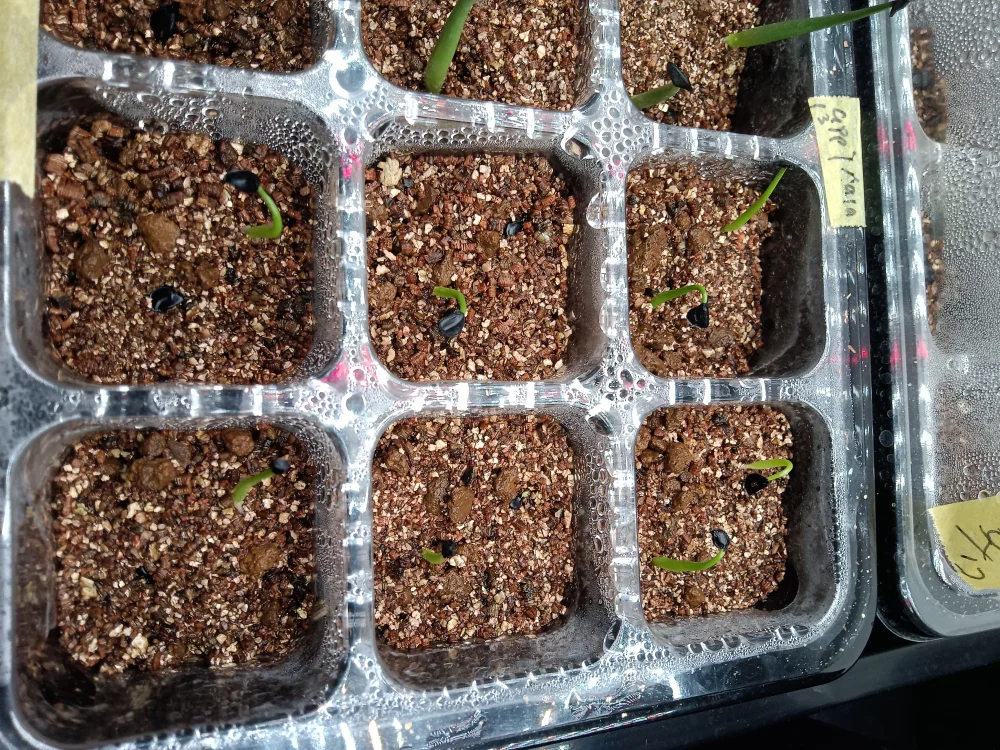 アガベ オブスキュラ ハラパ Agave obscura Xalapa