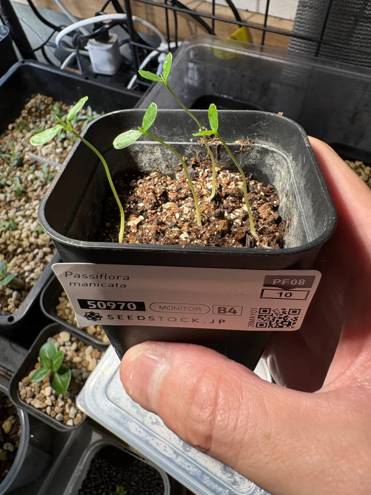 種子専門ショップ 多肉植物・塊根植物・観葉植物 - SEEDSTOCK