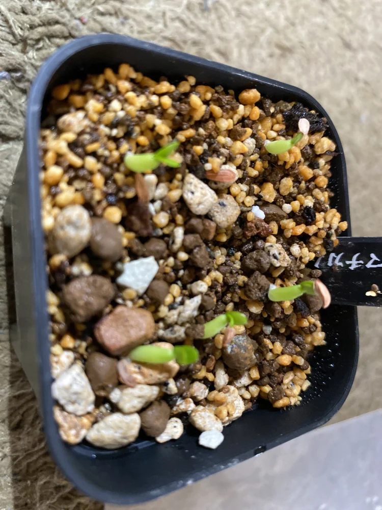 Pachypodium enigmaticum (パキポディウム エニグマチカム)