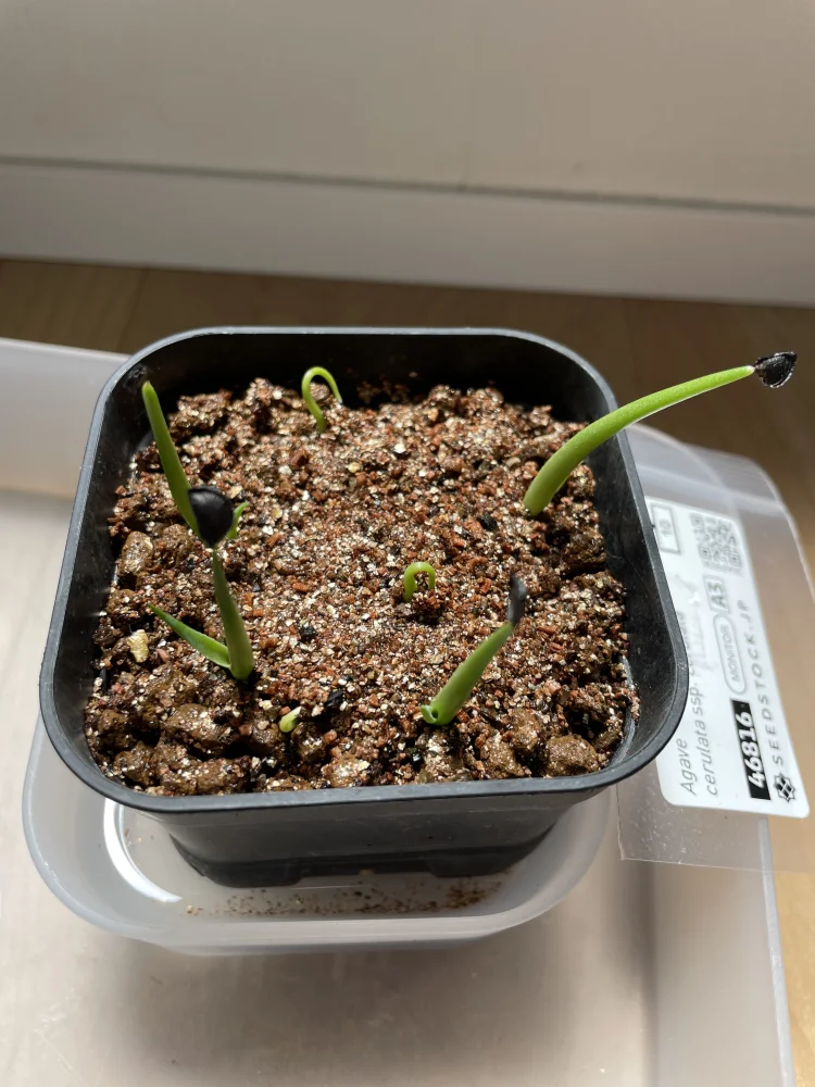 Agave cerulata subsp. cerulata (アガベ セルラータ)