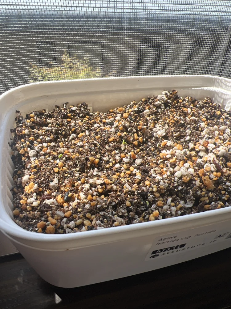 Agave horrida ssp. horrida