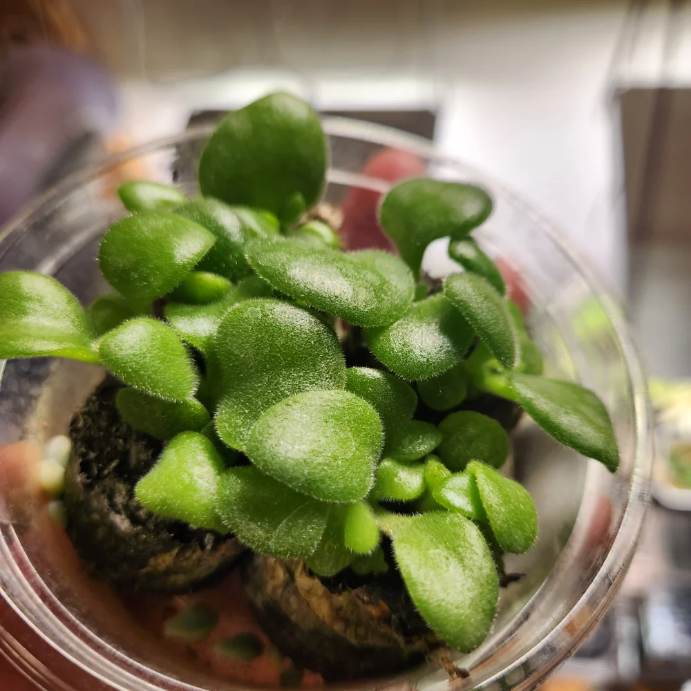 Tylecodon paniculatus (ティレコドン パニクラタス)