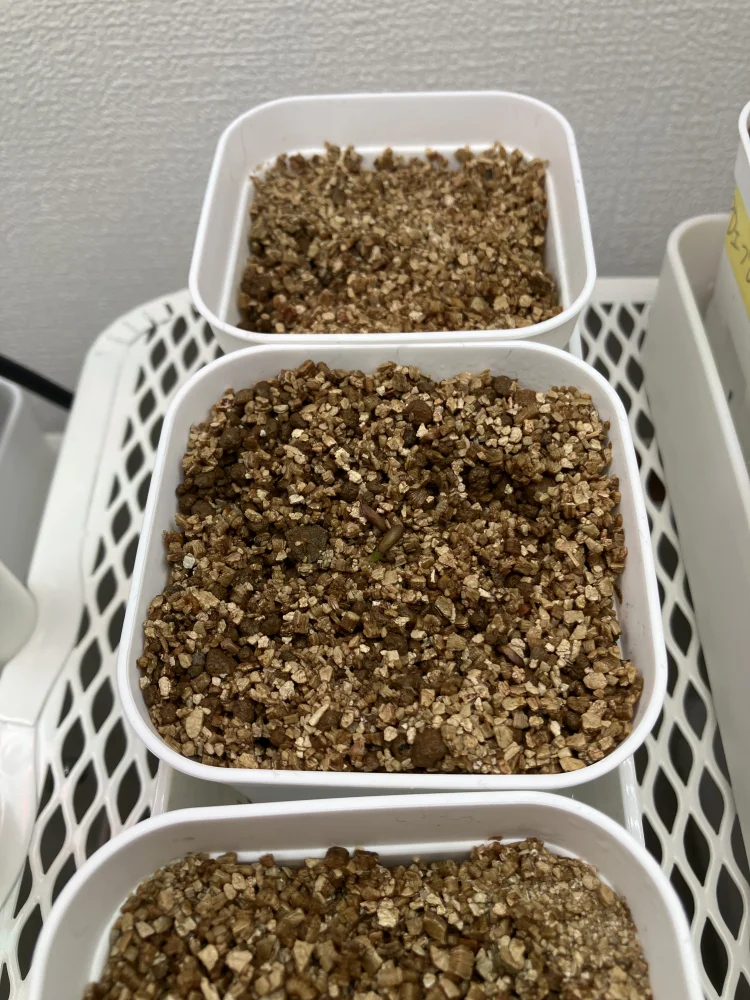 Pachypodium rosulatum var. makayense Lot. FREE ([2026/6/8ご注文分で終了｜プレゼント種子] パキポディウム マカイエンセ)