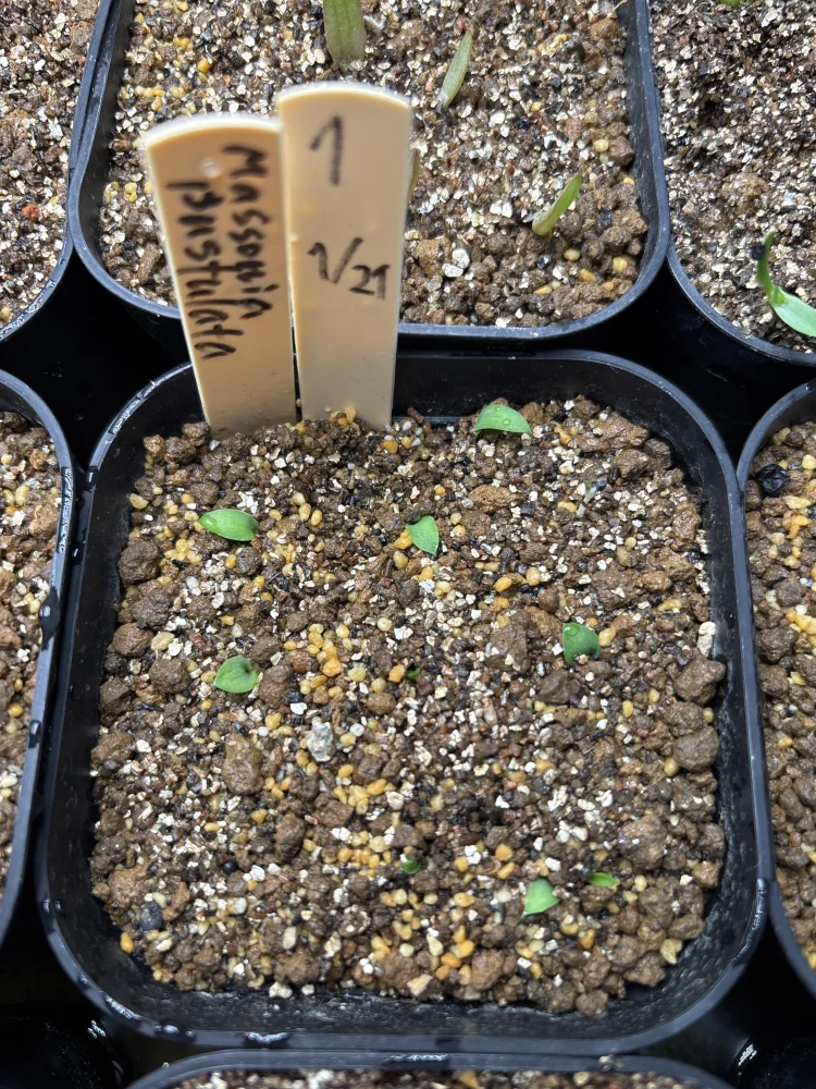 Massonia pustulata (マッソニア プスツラータ)