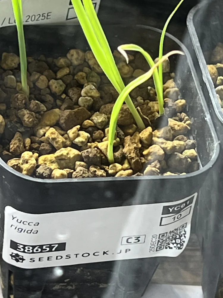 Yucca rigida (ユッカ リギダ)