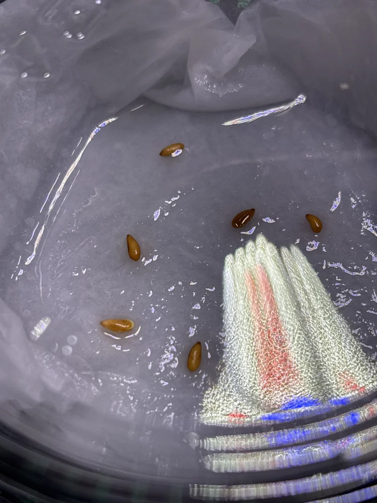 [プレゼント種子] パキポディウム イノピナツム Pachypodium rosulatum var. inopinatum