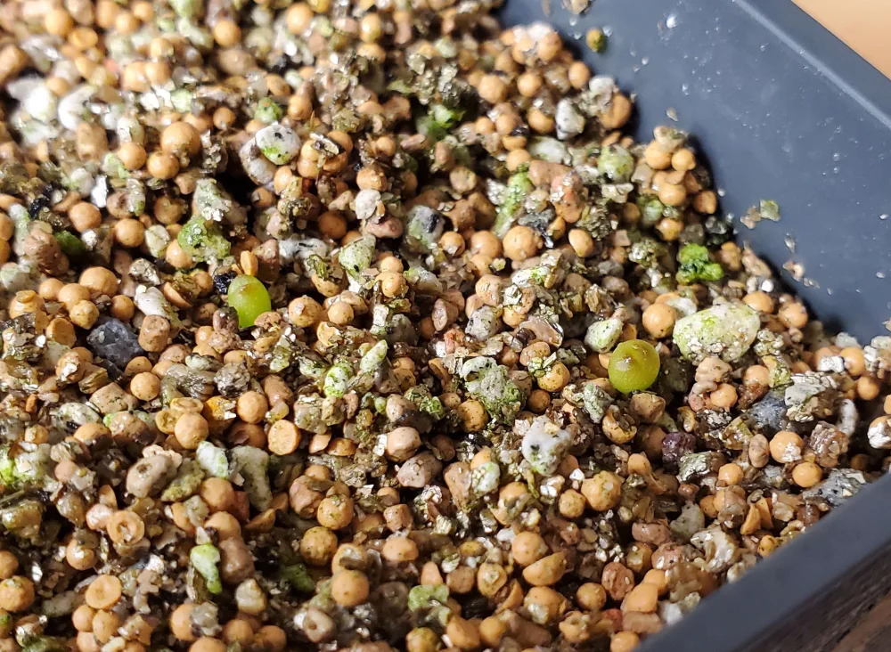 Ariocarpus fissuratus var. hintonii (アリオカルプス ヒントニー 亀甲牡丹)