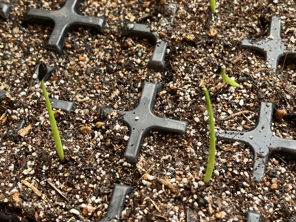 Agave ovatifolia Giant (アガベ オバティフォリア ジャイアント)