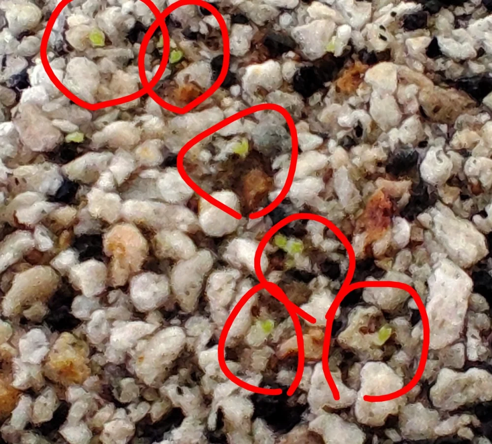 Aeonium Mix (アエオニウム ミックス)