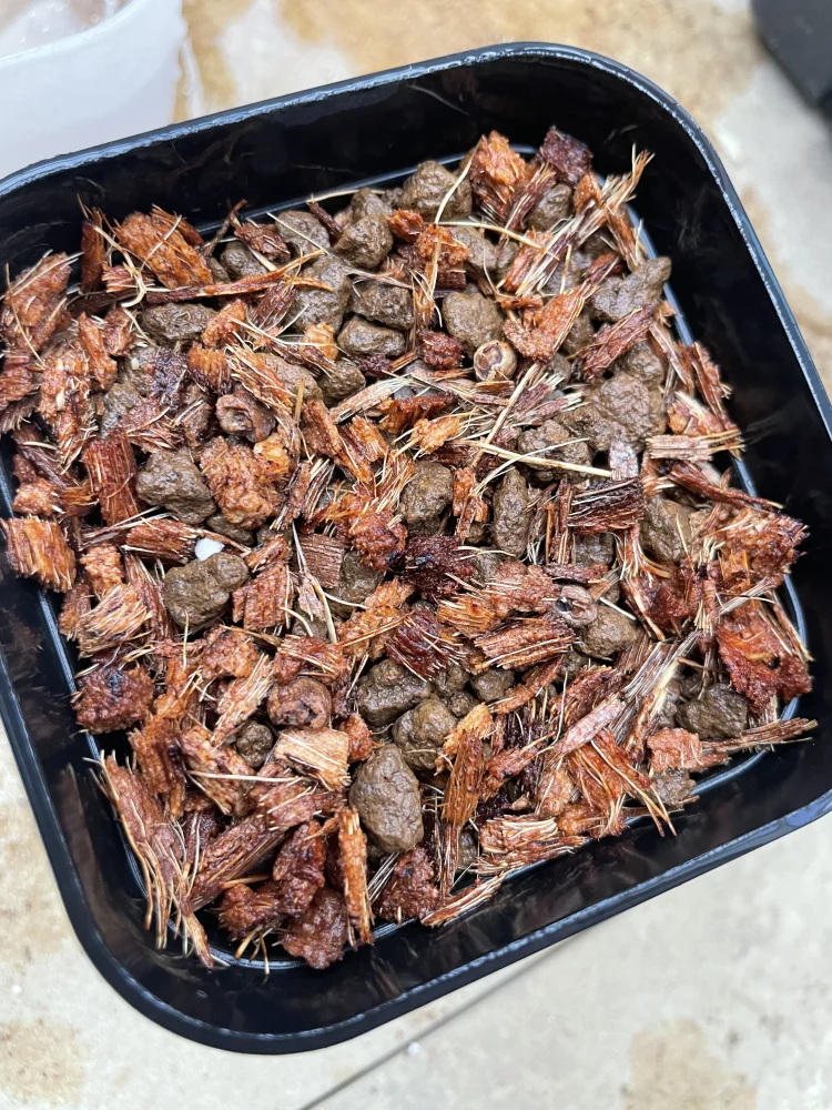 Operculicarya pachypus (オペルクリカリア パキプス)