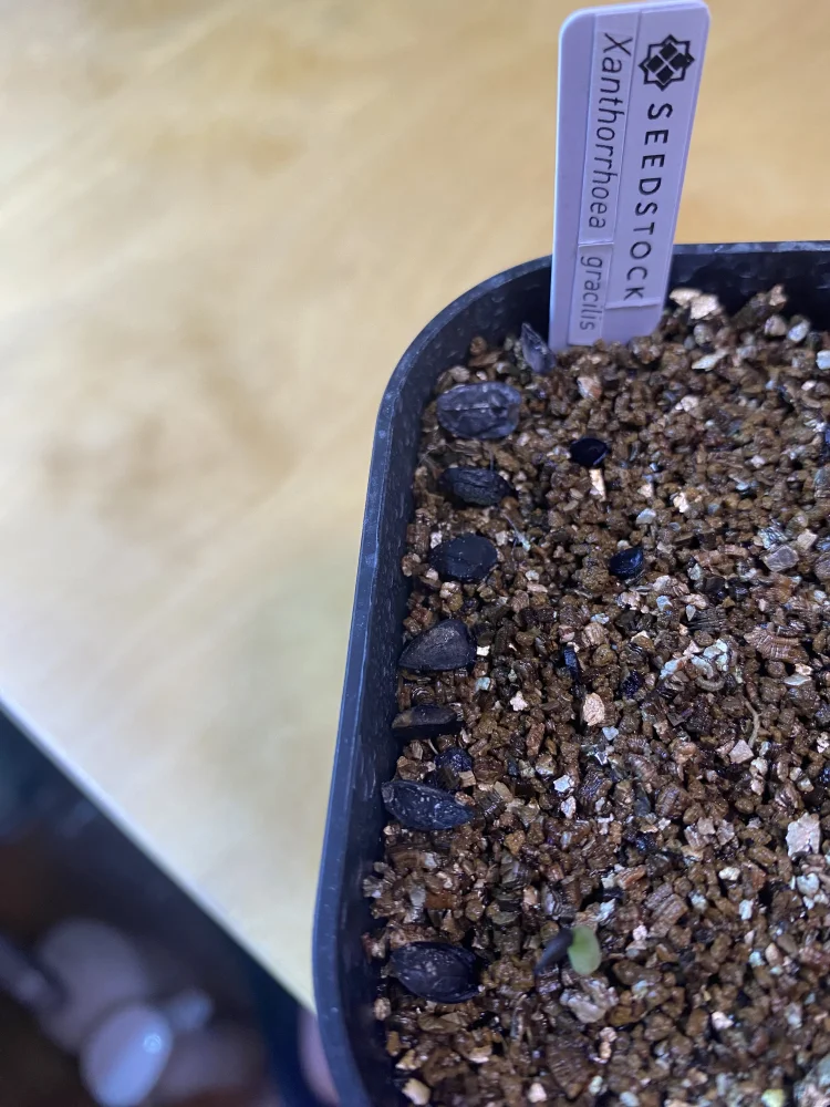 Xanthorrhoea gracilis (ザントロエア グラキリス)