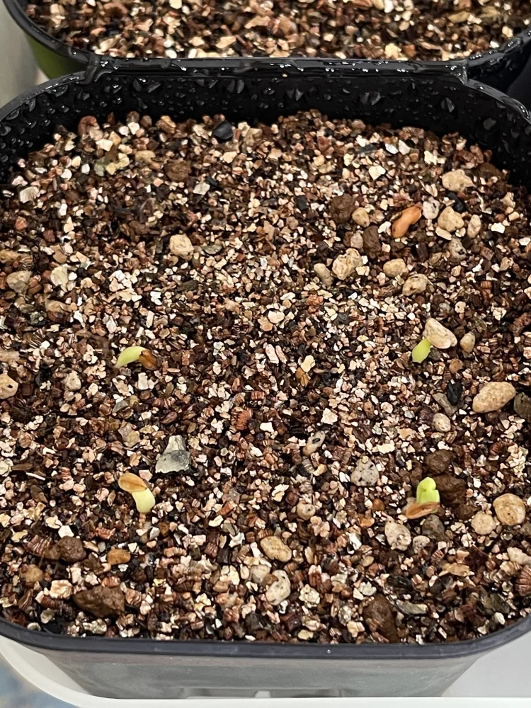 Pachypodium rosulatum var. inopinatum (パキポディウム イノピナツム)