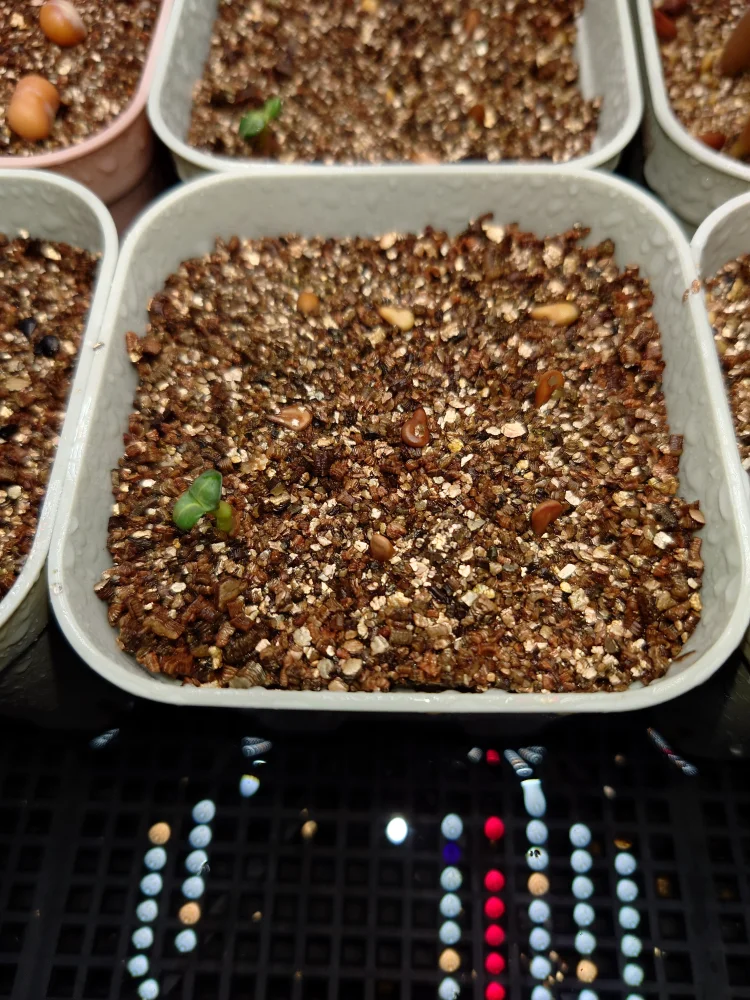 Pachypodium windsorii (パキポディウム ウィンゾリー)