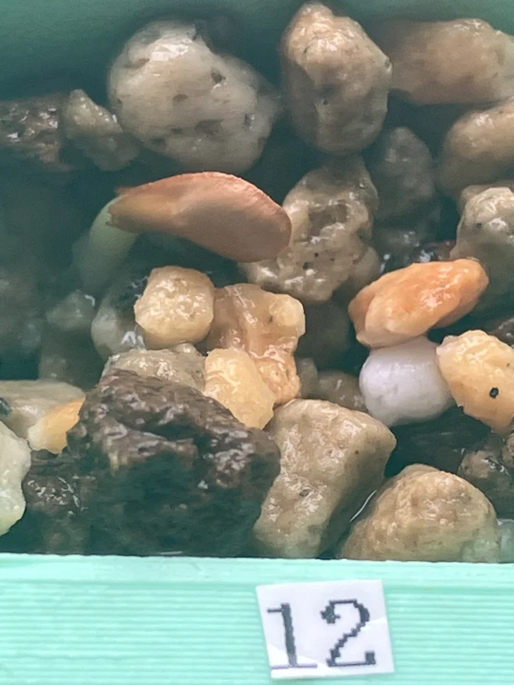 Pachypodium windsorii (パキポディウム ウィンゾリー)