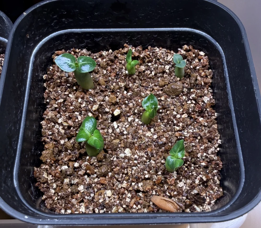 DHA PPL Adenium DHA PPL (アデニウム)