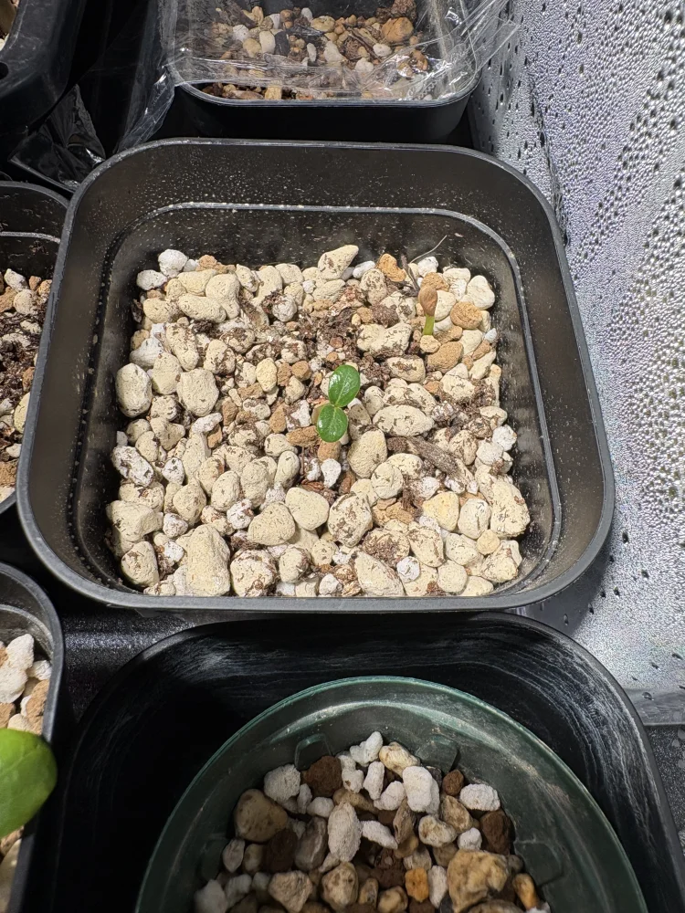 Pachypodium windsorii (パキポディウム ウィンゾリー)