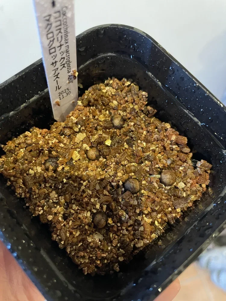 Coccothrinax macroglossa 'Azul' (ココスリナックス マクログロッサアズール)