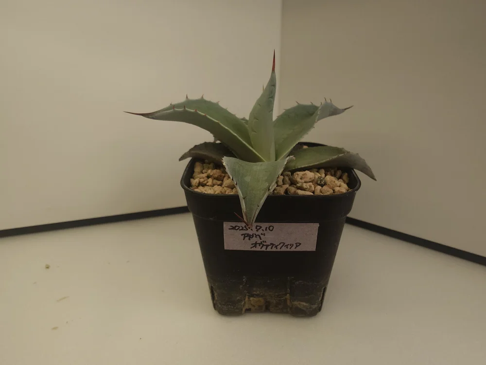 Agave ovatifolia (アガベ オバティフォリア)