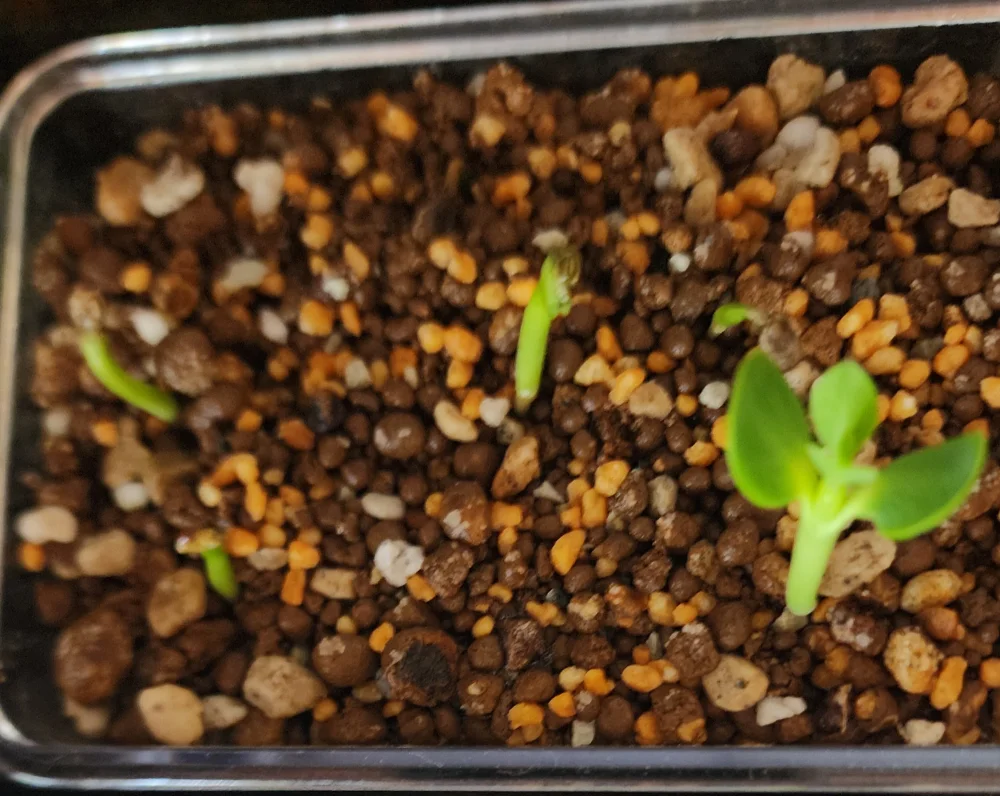 Euphorbia guillauminiana (ユーフォルビア ギラウミニアナ)