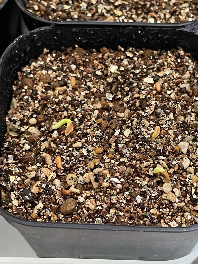 Pachypodium rosulatum subsp. makayense (パキポディウム マカイエンセ)