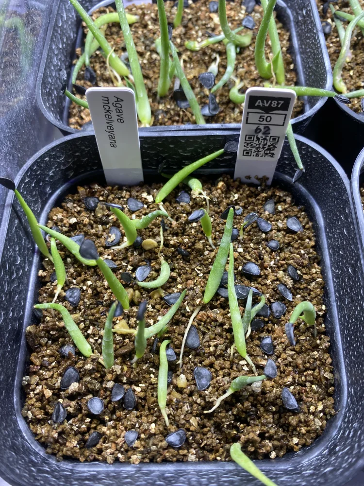  アガベ マッケルベヤナ Agave mckelveyana