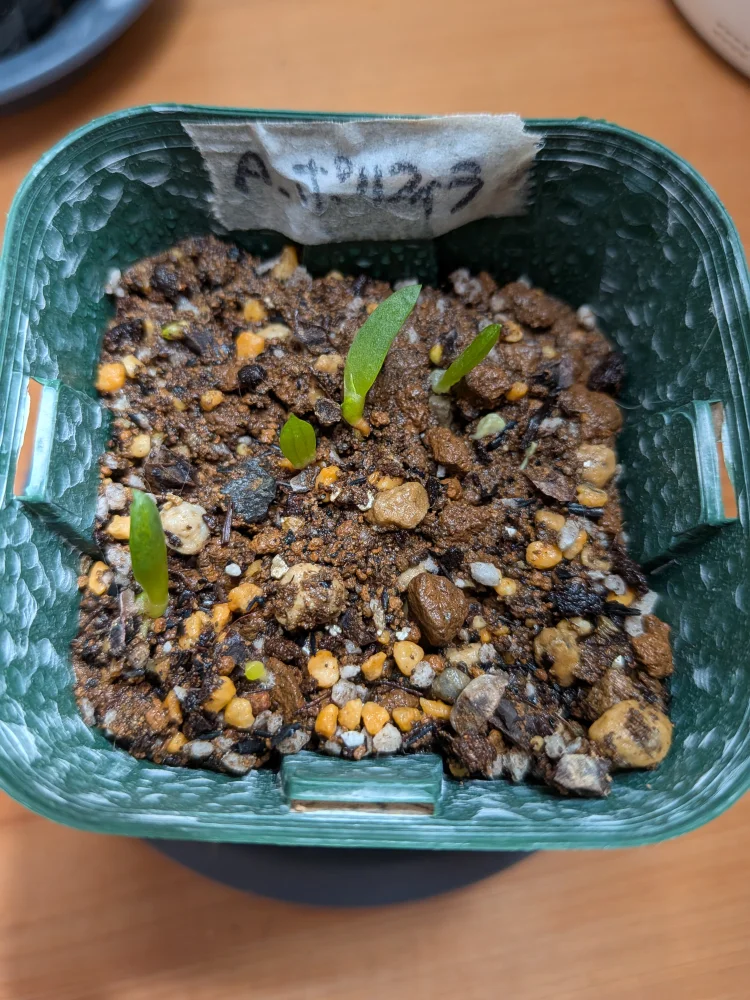 Aloe polyphylla (アロエ ポリフィラ)