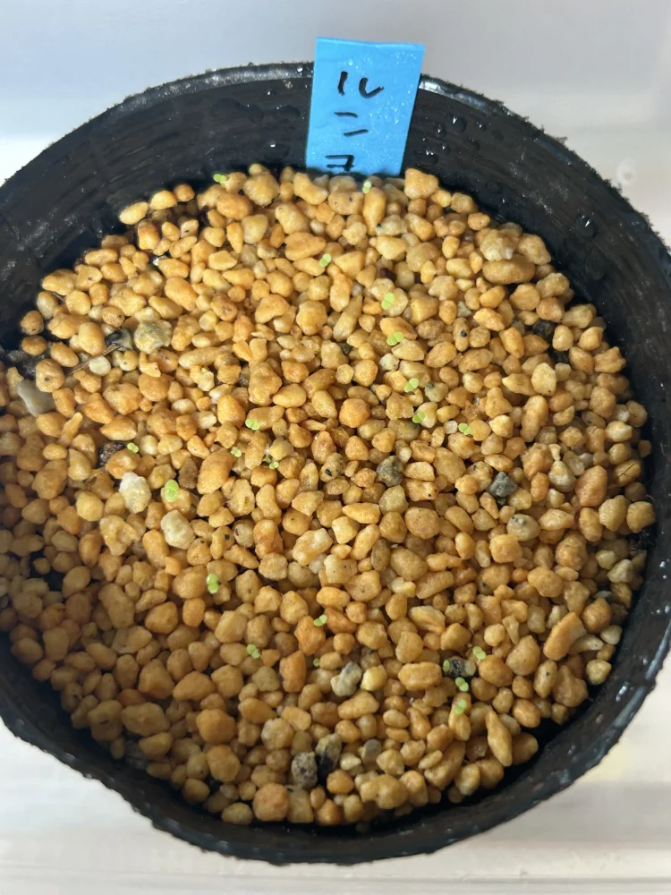 Echeveria runyonii (エケベリア ルンヨニー)