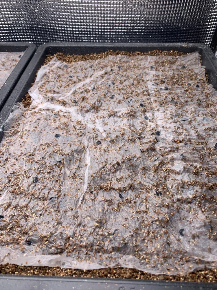 Yucca rostrata 'Gray Green' (ユッカ ロストラータ 'グレイグリーン)