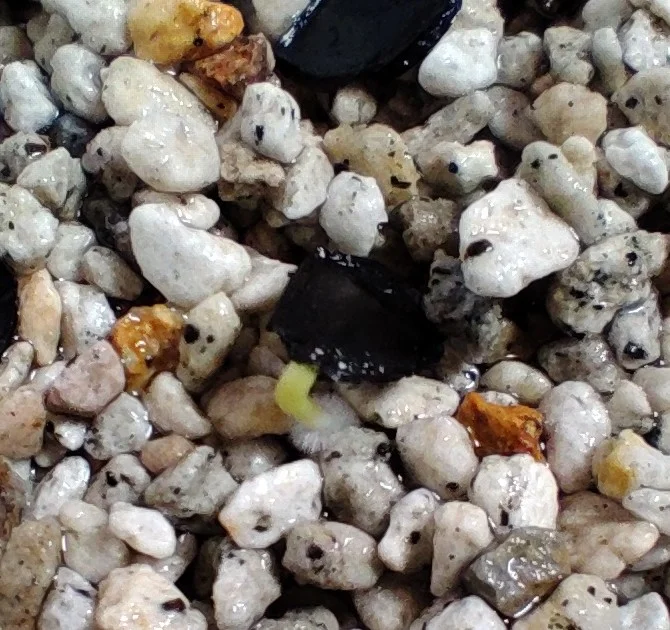 Agave ([プレゼント種子])