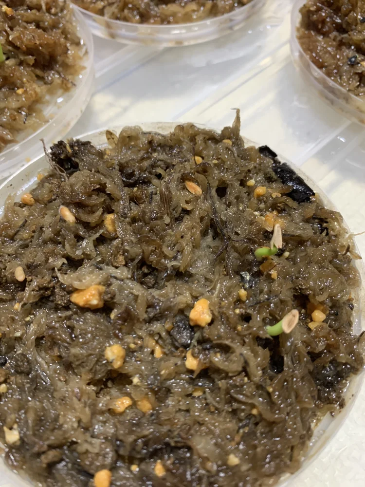 [プレゼント種子] パキポディウム マカイエンセ Pachypodium rosulatum var. makayense Lot. FREE
