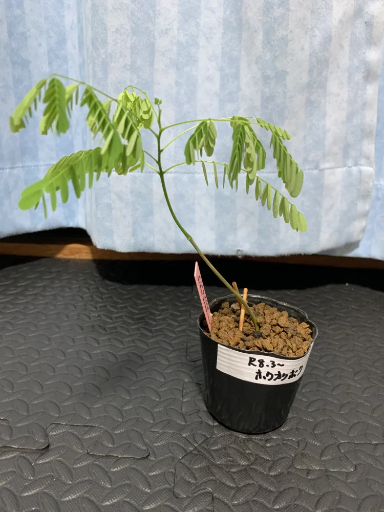 デロニクス レジア 鳳凰木 Delonix regia